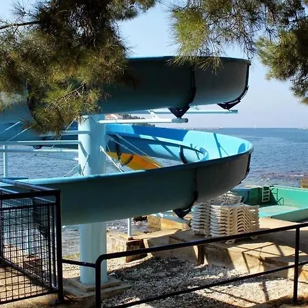 Dragica A31